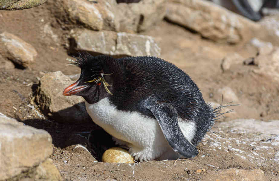 Pingüino Rockhopper - islas Falkland o Malvinas 33.jpg